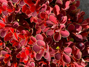 Picture of Berberis